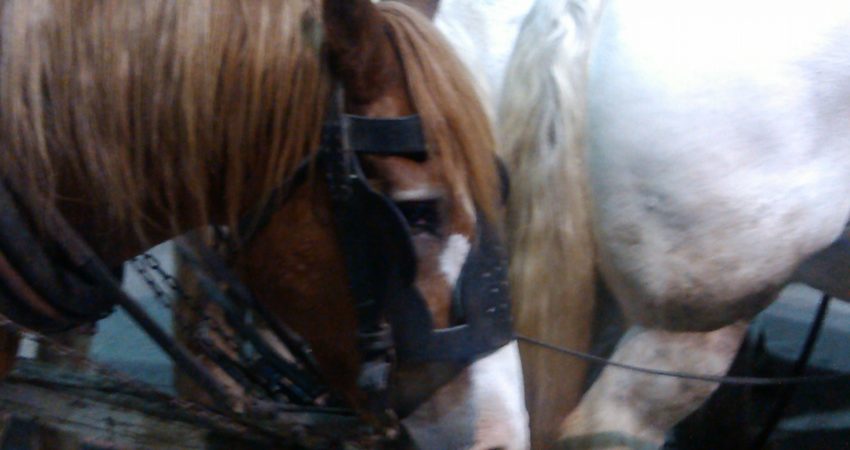 Mi caballo es MALO!!!!!!