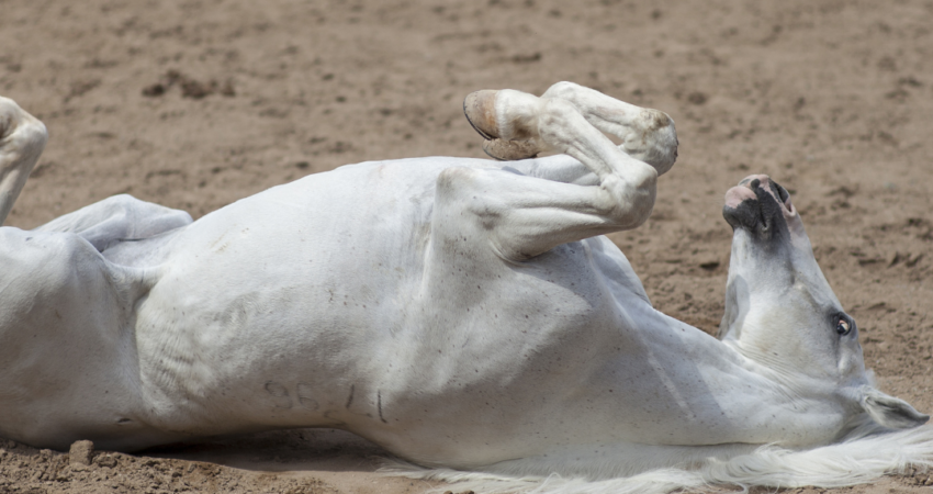 8 síntomas que indican que tu caballo está dolorido